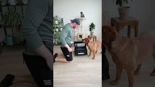 Dog Gets a Cat Scan