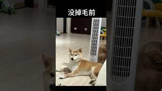 不是，柴犬怎么年年都有惊喜啊沈今年掉毛掉的有点夸张，看着都快像外面的流浪狗了沈柴犬 柴犬日常 养狗的乐趣 柴犬掉毛 养狗人