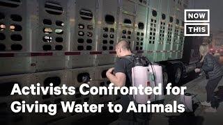 Activists Confronted for Trying to Give Water to Animals | NowThis