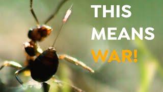 These Ants Use Chemical Weapons | Uphill Battle