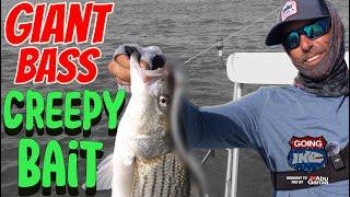 GIANT Striped Bass!! (LIVE BAIT?!)