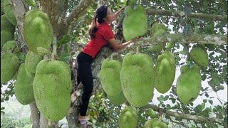 Harvesting Jackfruit Orchards market to sell - Make a new Chicken Coop with Bamboo - farm life