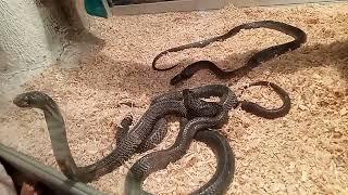 DHA Multan Zoo, snake