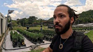 Je m'infiltre dans une ferme de cannabis en Jamaïque  