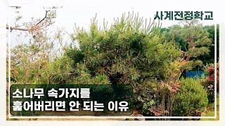 소나무 속가지를 훑어버리면 안 되는 이유 #123사계전정학교 23 05 24