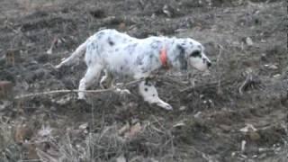 Llewellin Setter pointing Chukar