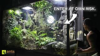 Journeying Through My Giant Rainforest Vivariums (Full Tour & Update)