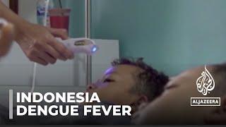 Dengue fever: Indonesia cases double compared to last year