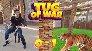 Tiger  Ke Saath Tug Of War