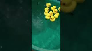 swimming time duckies