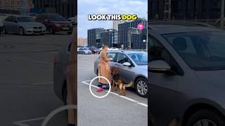 Hero mother dog ️