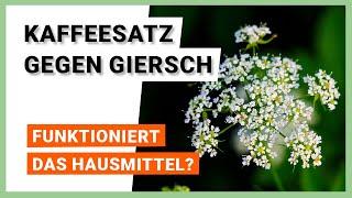 Kaffeesatz gegen Giersch: Funktioniert das Hausmittel?