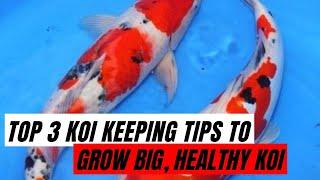 How to grow koi big .... quickly !!