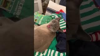 Cute cat goes to sleep in my bed(so cute)#cats #cute #funny