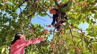 Rebuild the duck farm - harvest fruit to sell - daily work of pao and sua