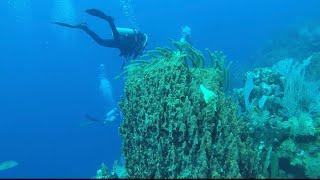 Diving Belize - Glover’s Reef Atoll