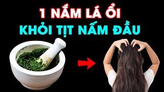 Cách Chữa NẤM DA ĐẦU Dứt Điểm NGAY TỨC KHẮC Tại Nhà Chỉ Với 1 Nắm Lá Ổi, Cực Dễ Làm