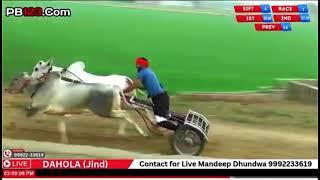 Ox Race Village Dahola(Jind)Haryana First PrizeWinner Ox Best Time 24:94date 30/11/23 #bailgadi