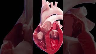 Conceptual animation of the blood flow in the heart   #3d #animation #heart