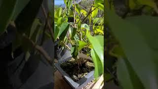 Plant Tour #bonsai #garden #plants