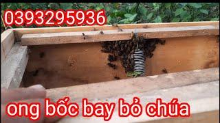 Nguyên nhân ong mật bốc bay bỏ cả chúa và cách khắc phục cho người mới nuôi" hội nuôi ong tự nhiên"