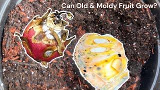 Can Old And Moldy Fruit Still Grow? I Put That To The Test.