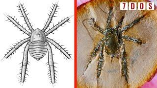 308 Million-Year-Old Arachnid With Spiked Legs Found in Illinois | 7 Days of Science