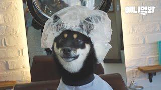 단골 미용실에 컷트 빼고 다 잘하는 시바쌤 계심ㅋㅋㅣShiba Dog's Hired In A Hair Salon