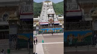 Venkateswara temple tirumala #tirupati #shorts