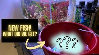 Buying RARE New Saltwater Fish!