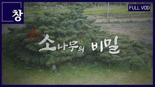 붉은 소나무의 비밀 [풀영상] | 창 487회 (KBS 24.12.03)