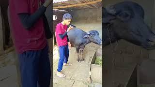 ola to Peele  bhains ka moot funny videos #funnyvideo #kataria #group