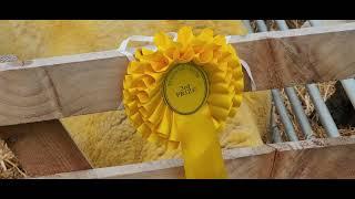 RYEDALE AGRICULTURAL SHOW - 25TH July 2023.  Welburn Park, Kirkbymoorside, North Yorks.