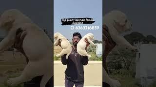 #pets #doglover #labradorretriever