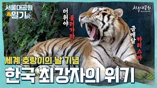 호랑이를 위한 특별한 기념일 ‘세계 호랑이의 날’ | A special anniversary for the tiger ‘World Tiger Day’