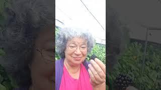 Часть 1. Ежевика