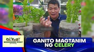 Paano magtanim ng celery?