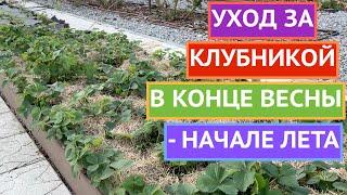 КЛУБНИКА!ОБРАБОТКА ОТ БОЛЕЗНЕЙ И ВРЕДИТЕЛЕЙ+ ПОДКОРМКА!