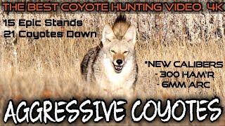 The Best Daytime Coyote Hunting Video 4k | 15 Stands, 21 Coyotes Down | Fall 2023