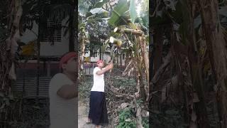 Cut the banana tree. have fun #vairal #Short #trending #agro #cut #mixedagro