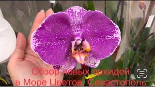 ОБЗОР новых орхидей в МОРЕ ЦВЕТОВ (СЕВАСТОПОЛЬ) 11.05.24 г.