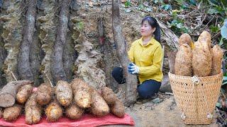 Harvesting Wild Tuber In Forest Goes To Countryside Market Sell - Living With Nature | My Bushcraft