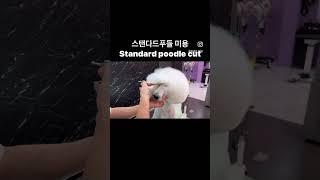 스탠다드푸들 미용 Standard poodle cut