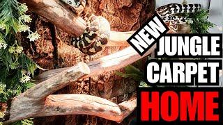 New Jungle Carpet Enclosure/Reptile Room updates