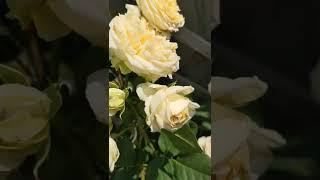 Музичне відео троянд. Сорти Кінгс Прайд, Піч Аваланч та Апрікот Скай