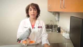 What You Need to Know About Keeping Birds as Pets