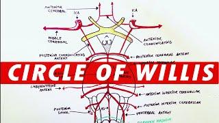 Anatomy - Blood supply to the brain (Circle of Willis)