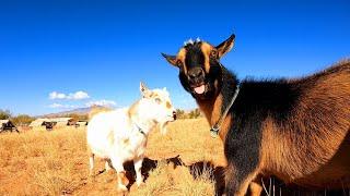 I Wish Goats Didn’t Fight Like This.