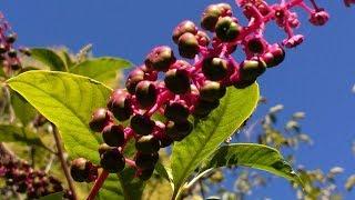 Phytolacca decandra (Fitolacca) medicinal plant