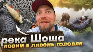 Река Шоша, ловим в ливень головля!